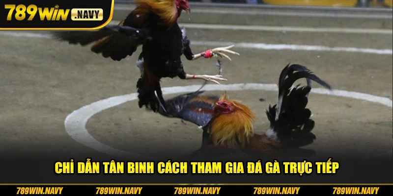 Chỉ dẫn tân binh cách tham gia đá gà trực tiếp