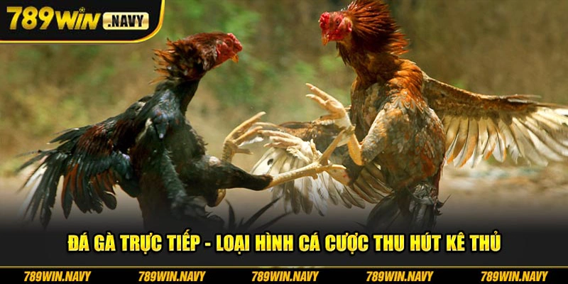 Đá gà trực tiếp