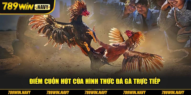 Điểm cuốn hút của hình thức đá gà trực tiếp