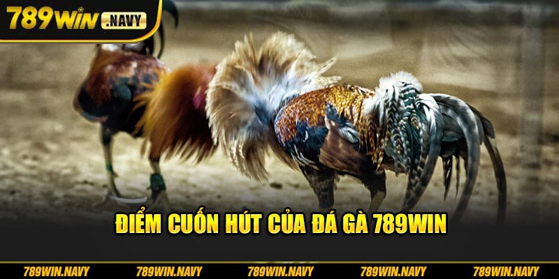 Điểm cuốn hút của đá gà 789Win