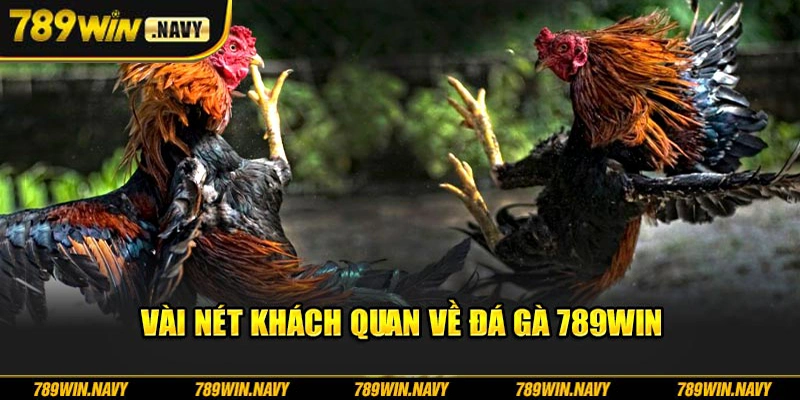 Vài nét khách quan về đá gà 789Win